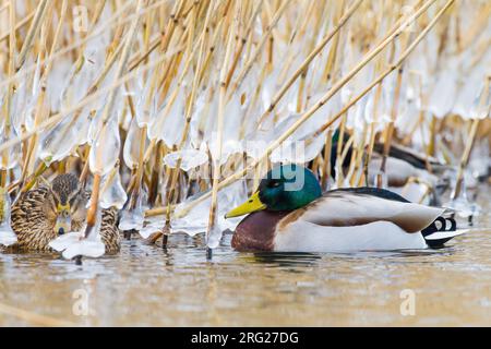 Mallard, Anas platyrhynchos im Winter Stockfoto