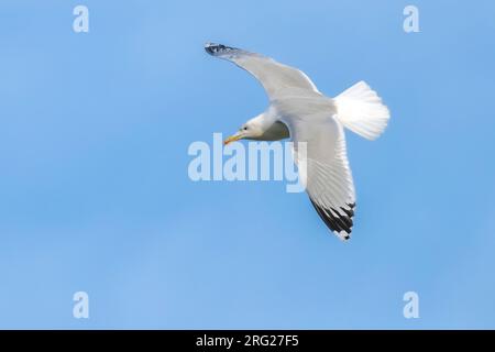 Erwachsene Kaspische Möwe (Larus cachinnans) über die Maas in Yvoir, Namur, Belgien. Stockfoto