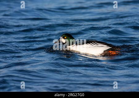 Winterbarsch-Goldeneye, Bucephala Clangula, Schwimmen in Starrevaart, Niederlande. Stockfoto