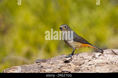 Blauer Redstart (Phoenicurus frontalis), weiblich in Doi lang, Thailand Stockfoto