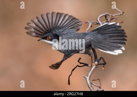 Männliche sardischen Warbler Stockfoto