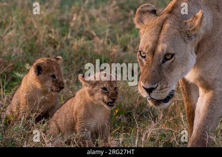 Zwei 45-50 Tage alte Löwenjungen, Panthera leo, beobachteten ihre Mutter beim Gehen. Ndutu, Ngorongoro Conservation Area, Tansania. Stockfoto