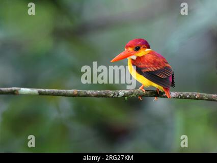 Erwachsener Kingfisher (Ceyx rufidorsa) mit Rufus-Rückendeckung hoch oben auf einem Zweig in der Untergeschichte des Regenwaldes in Panti Forest, Malaysa. Stockfoto