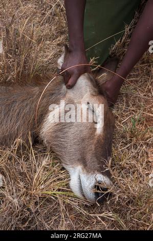 Ein verwundete Wasserbock wird von der mobilen Veterinärstation Kenya Wildlife Services behandelt. Voi, Kenia. Stockfoto