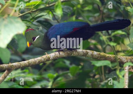 Gelbschnabelturaco (Tauraco macrorhynchus), hoch oben auf einem Ast in einem Regenwald in Äquatorialguinea und Bioko. Stockfoto