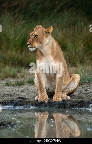 Eine Löwin, Panthera leo, trinkt an einer Wasserstelle. Ndutu, Ngorongoro Conservation Area, Tansania. Stockfoto