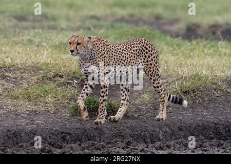 Ein Gepard, Acynonix jubatus, beim Gehen. Ndutu, Ngorongoro Conservation Area, Tansania. Stockfoto