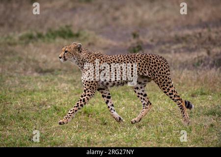 Ein Gepard, Acynonix jubatus, beim Gehen. Ndutu, Ngorongoro Conservation Area, Tansania. Stockfoto