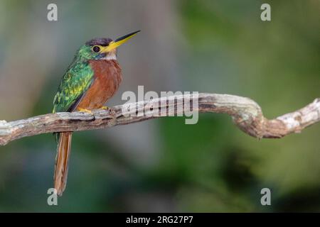 Gelbschnabeljakamar (Galbula albirostris chalcocephala) in Leticia, Kolumbien. Stockfoto