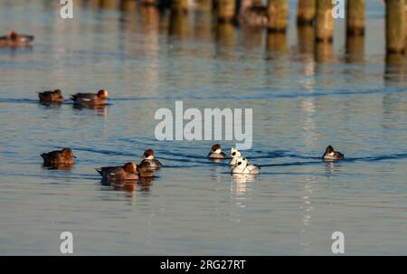 Smew (Mergellus albellus) Wintersport in Starrevaart in den Niederlanden. Drei Frauen und zwei Männer. Zusammen mit dem eurasischen Wigeon (Mareca penelope). Stockfoto