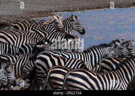 Seltene amelanistische Zebras (Equus quagga) im Hidden Valley, Ndutu, Ngorongoro Conservation Area, Serengeti, Tansania. Stockfoto