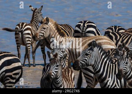 Seltene amelanistische Zebras (Equus quagga) im Hidden Valley, Ndutu, Ngorongoro Conservation Area, Serengeti, Tansania. Stockfoto