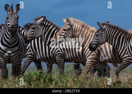 Ein seltenes Amelanistic Plains Zebra, Equus quagga, an einem Wasserloch im Hidden Valley. Serengeti-Nationalpark, Tansania. Stockfoto