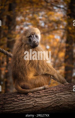 Das vertikale Porträt von Guinea-Babun im Herbstzoologischen Garten. Der Affe der alten Welt sitzt im Herbst auf dem Baumstamm im Zoo. Stockfoto