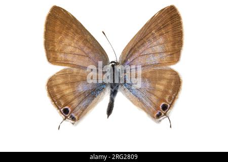 Langschwanzblau, Tijgerblauwtje, Lampides boeticus Stockfoto