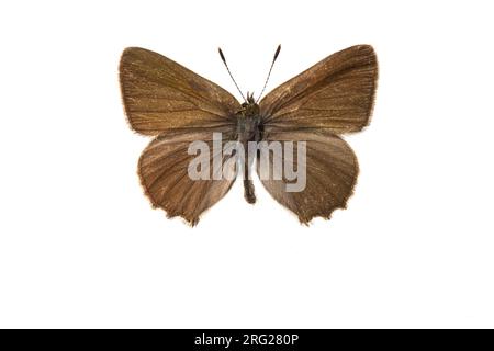 Green Hairstreak, Groentje, Callophrys rubi Stockfoto