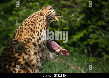 Gähnendes Javan Leopard Porträt im Zoo. Panthera Pardus Melas mit offenem Mund im Zoologischen Garten. Stockfoto