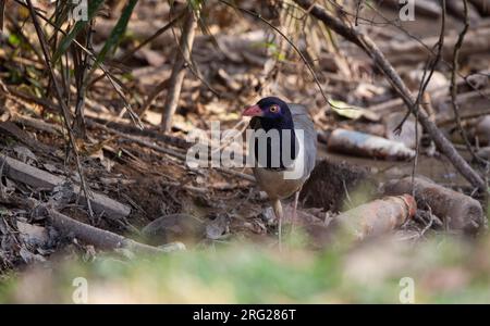 Coral-Billed Ground Cuckoo (Carpococcyx renauldi), das hinter einer Bar in Khao Yai, Thailand, hereinspaziert Stockfoto