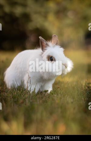 Vertikales Porträt von Lionhead Rabbit Outside in the Garden. Süßer weißer Hase auf Gras. Niedliches Kleines Haustier Im Freien. Stockfoto