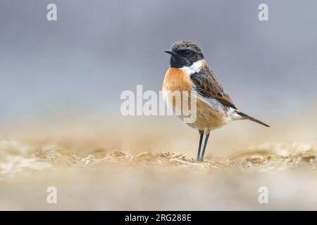 Winterender männlicher Europäischer Stonechat (Saxicola rubicola) am Boden Stockfoto