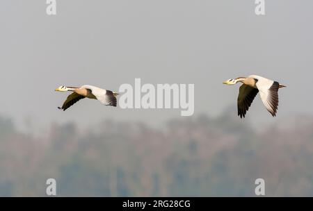 Überwintern der Bargans (Anser indicus) in Asien. Stockfoto