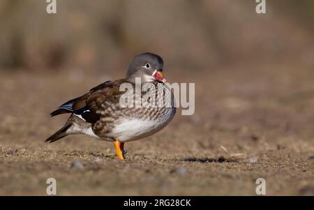Erwachsene Mandarine Duck (Aix galericulata) an Land in Lyngby, Dänemark Stockfoto