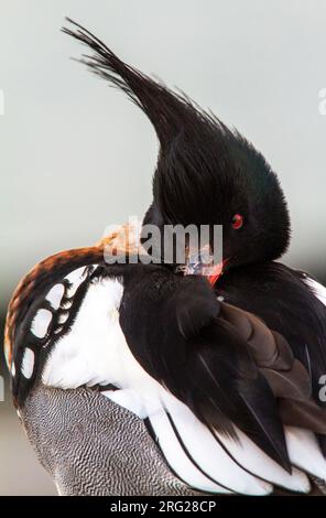 Erwachsener männlicher roter Merganser (Mergus Serrator) wacht gerade auf, nachdem er im Hafen von Texel, Niederlande, eingeschlafen ist. Stockfoto