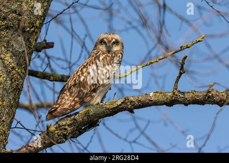 Velduil; Sumpfohreule Stockfoto