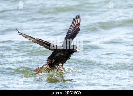 Männlicher gemeiner Scoter (Melanitta nigra), der auf dem Wasser der Nordsee am Zuidpier von IJmuiden, Niederlande, landet. Stockfoto