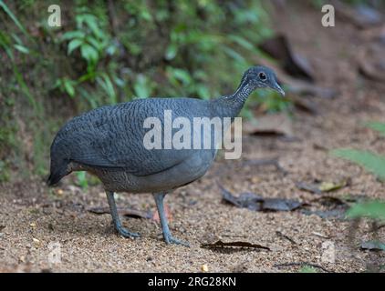 Grey Tinamou (Tinamus tao kleei) in Copalinga, Zamora, Ecuador. IUCN-Status „gefährdet“. Stockfoto