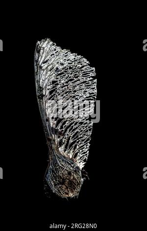 Geflügelte Samenkapsel Acer pseudoplatanus Stockfoto