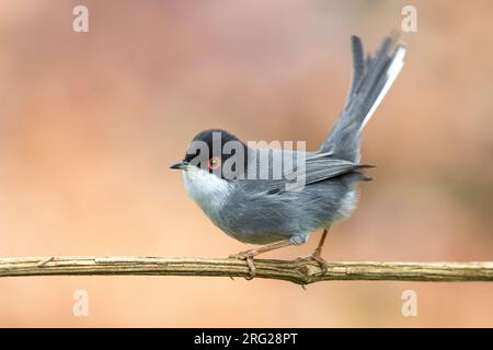 Männliche sardischen Warbler Stockfoto