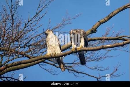 Northern Goshawk (Accipiter gentilis gentilis) erwachsenes Paar, das nach der Verpaarung auf einem Ast zusammenhockt. Der Vogel rechts ist eine 8-jährige Frau (8c Stockfoto