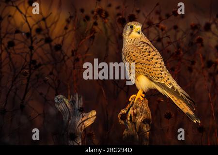 Eurasischer Kestrel, Falco tinnunculus, in Italien. Stockfoto