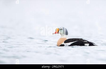 Männlicher König Eider (Somateria spectabilis), der im Hafen von Vadso, Varangerfjord, im arktischen Norwegen schwimmt Stockfoto