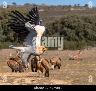 Adulte ägyptische Geier (Neophron percnopterus) in Extremadura, Spanien. Sie fliegen vor einer Gruppe von Griffon-Geiern, die auf dem Boden ruhen. Stockfoto