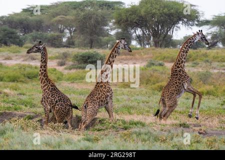 Drei Masai Giraffen, Giraffa camelopardalis tippelskirchi, springen. Ndutu, Ngorongoro Conservation Area, Tansania Stockfoto