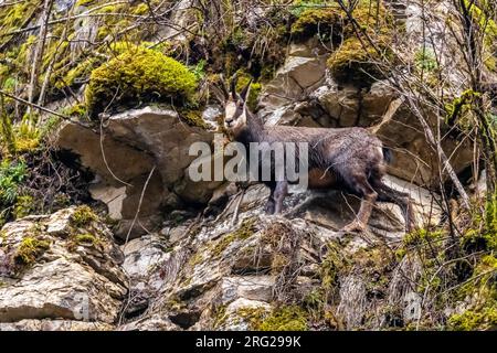 Männliche alpine Chamois (Rupicapra rupicapra) auf einer Klippe in Jura, Gondenans-les-moulins, Doubs, Frankreich Stockfoto