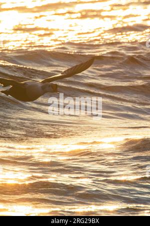 König Eider (Somateria spectabilis) auf dem Flug über das Meer im Hafen von Vadso, Varangerfjord, im arktischen Norwegen Stockfoto