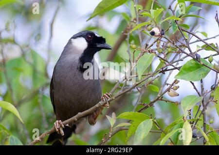 In einem fruchtbaren Busch ist ein Schwarzkehlkopf (Pterorhinus chinensis) zu sehen. Stockfoto