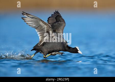 Eurasischer Coot, Fulica atra, in Italien. Über die Wasseroberfläche laufen. Stockfoto