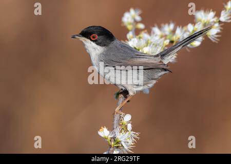 Sardischer Waldläufer (Sylvia melanocephala), Seitenansicht eines erwachsenen Rüden auf einem Schwarzdornzweig, Kampanien, Italien Stockfoto