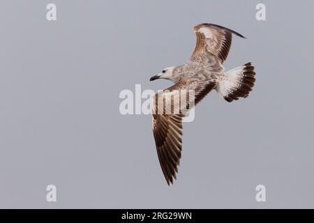 Gabbiano del Caspio; Caspian Gull: Larus cachinnans Cachinnans Stockfoto