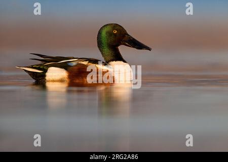 Männliche Nordschnabelschaufel, Spatula clypeata, in Italien. Stockfoto