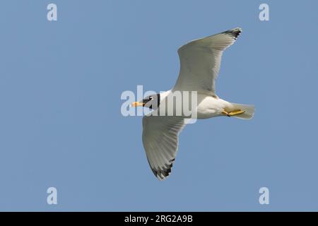 Gabbiano di Pallas; große Lachmöwe; Ichthyaetus ichthyaetus Stockfoto