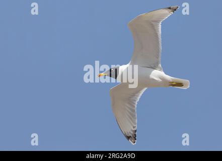 Gabbiano di Pallas; große Lachmöwe; Ichthyaetus ichthyaetus Stockfoto