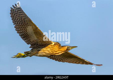 Great Bittern (Botaurus stellaris) im Flug in Italien. Von der Seite gesehen, unter dem Flügelmuster zu sehen. Stockfoto