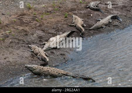 Amerikanische Krokodile, Crocodylus acutus, die sich am Ufer des Tarcoles River sonnen. Tarcoles River, Carara National Park, Costa Rica. Stockfoto