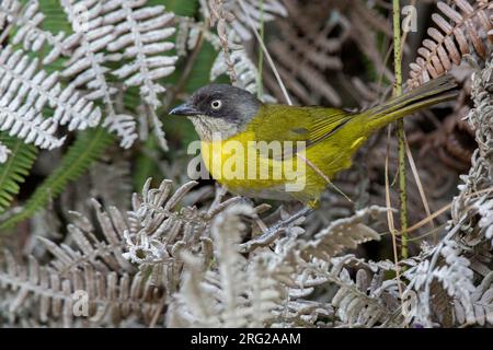 Bushel-Tanager (Chlorospingus flavopectus nigriceps) in Serrania de Las Baldias, Medellin, Kolumbien. Stockfoto