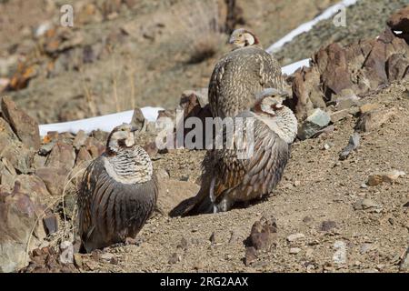 Himalaya-Schneehahn (Tetraogallus himalayensis) drei hoch oben auf einem Felsen in den Bergen Stockfoto